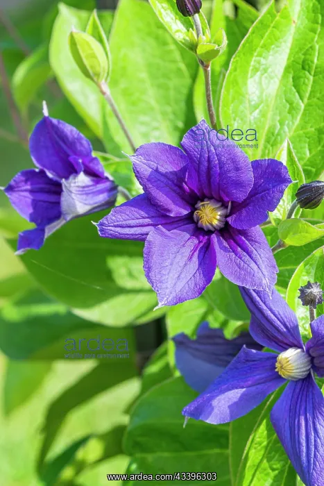 : Clematis (Clematis integrifolia) Durandii, flowers : Clematis (Clematis integrifolia) Durandii, flowers