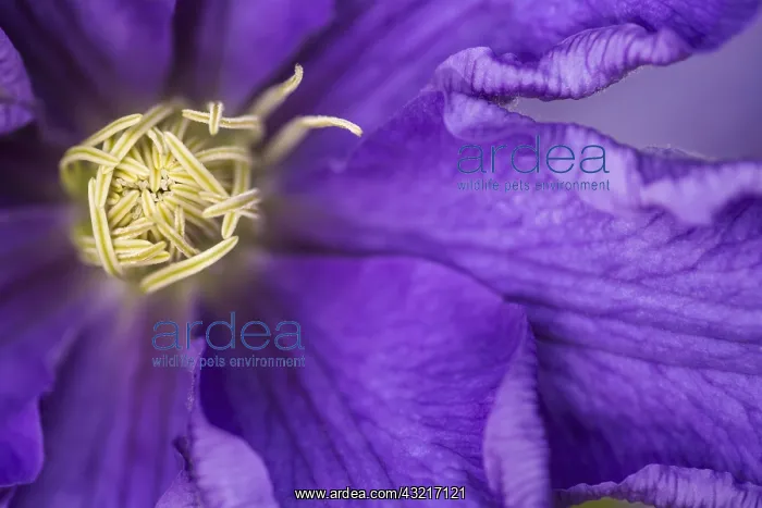 : Clematis, Clematis Lasurstern, Purple subject : Clematis, Clematis Lasurstern, Purple subject