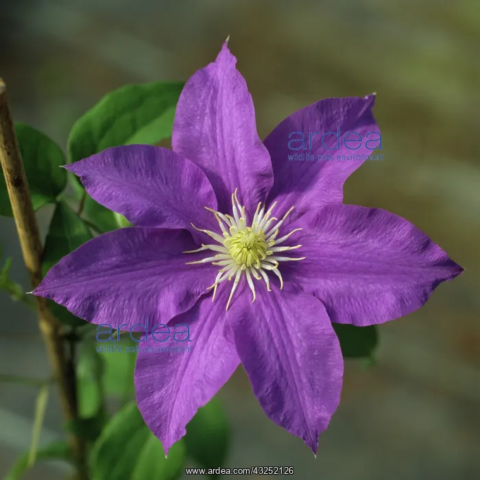 : Clematis (Clematis lasustern H.F. Young ) : Clematis (Clematis lasustern H.F. Young )