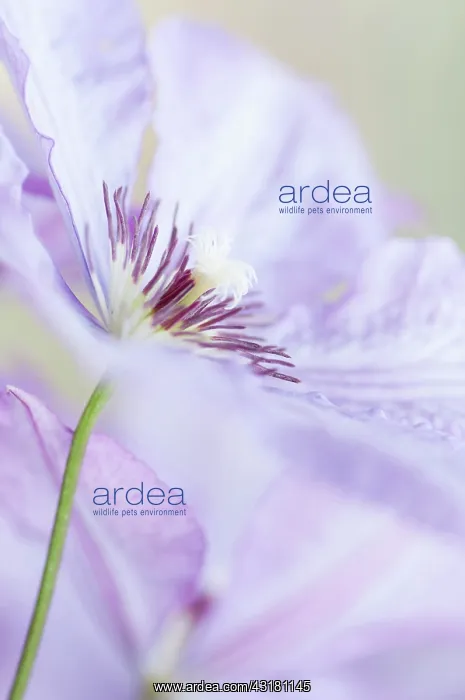 : Clematis, Clematis Margaret Hunt, Close side view : Clematis, Clematis Margaret Hunt, Close side view