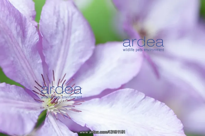 : Clematis, Clematis Margaret Hunt, Close side view : Clematis, Clematis Margaret Hunt, Close side view