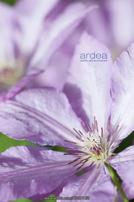 : Clematis, Clematis Margaret Hunt, Close side view : Clematis, Clematis Margaret Hunt, Close side view