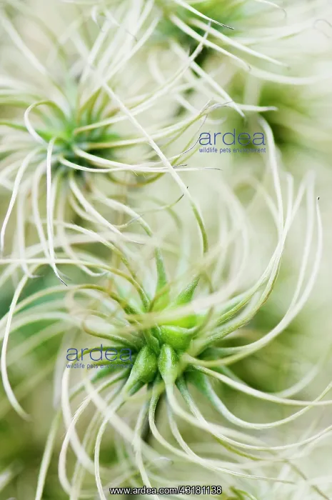: Clematis, Clematis Marmori, Close up shwoing the : Clematis, Clematis Marmori, Close up shwoing the