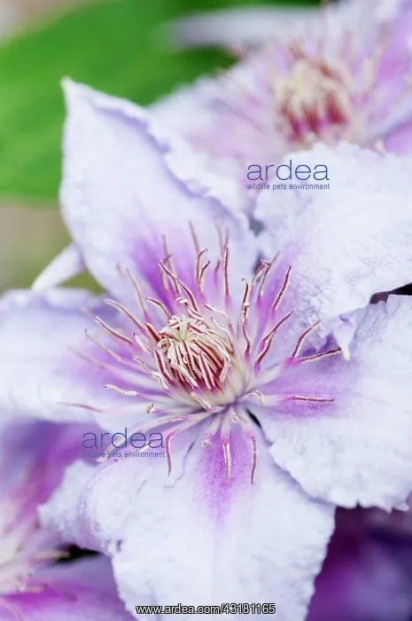  : Clematis, Clematis Marmori, Large, pale pink to