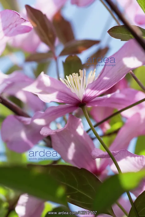 : Clematis, Clematis montana, Pink subject : Clematis, Clematis montana, Pink subject