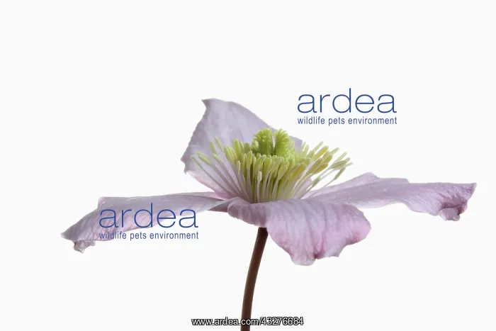 : Clematis, Clematis montana, Pink subject, White : Clematis, Clematis montana, Pink subject, White