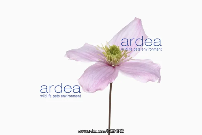 : Clematis, Clematis montana, Pink subject, White : Clematis, Clematis montana, Pink subject, White