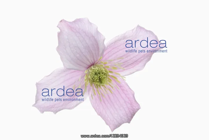 : Clematis, Clematis montana, Pink subject, White : Clematis, Clematis montana, Pink subject, White