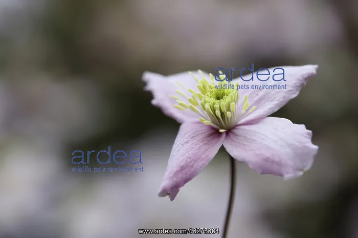 : Clematis, Clematis montana Wilsonii, Mauve subject : Clematis, Clematis montana Wilsonii, Mauve subject