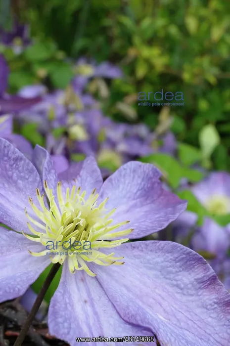 : Clematis, Clematis Mrs Cholmondeley, Close up mauve colour : Clematis, Clematis Mrs Cholmondeley, Close up mauve colour