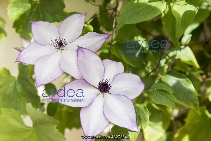 : Clematis (Clematis sp) in bloom in a garden, summer : Clematis (Clematis sp) in bloom in a garden, summer