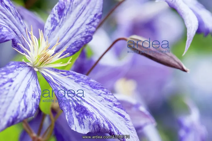 : Clematis, Clematis Tie dye, a bud with purple : Clematis, Clematis Tie dye, a bud with purple