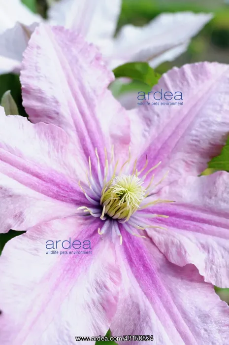 : Clematis, Clematis ville de lyon, Close up of pink flower gr : Clematis, Clematis ville de lyon, Close up of pink flower gr