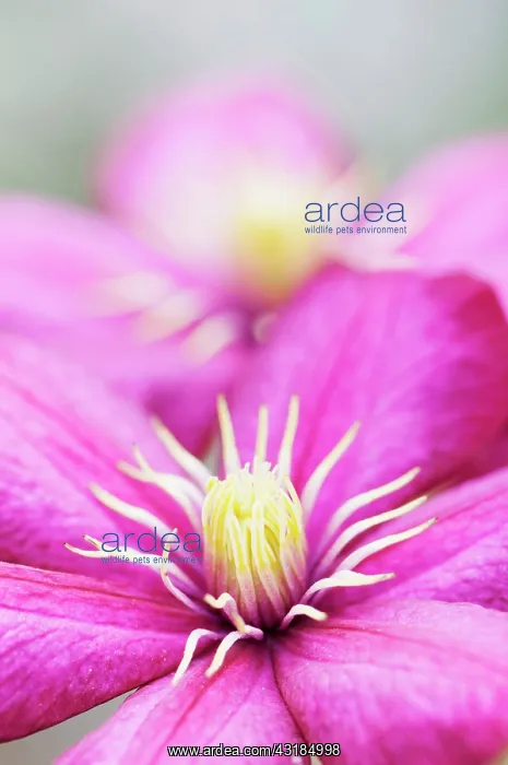 : Clematis, Clematis Ville de Lyon flower showing : Clematis, Clematis Ville de Lyon flower showing
