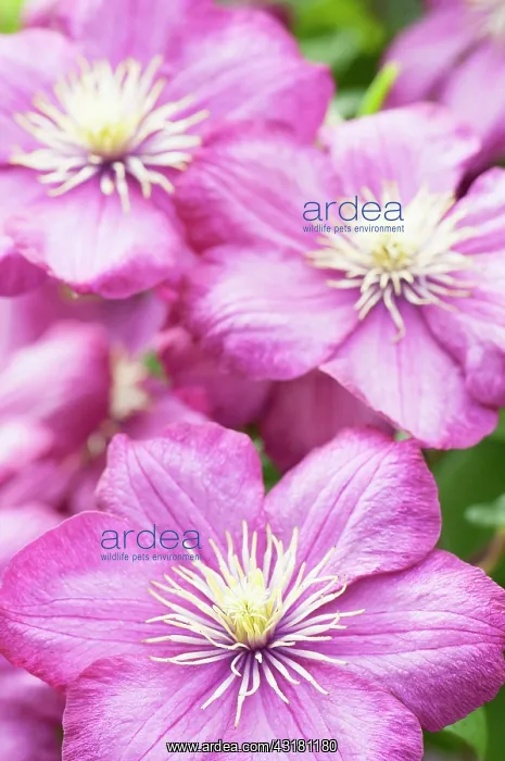 : Clematis, Clematis Ville de Lyon, Front view of : Clematis, Clematis Ville de Lyon, Front view of