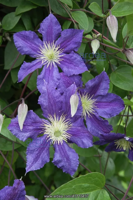 : Clematis, Clematis Wisley, Blue mauve flowers : Clematis, Clematis Wisley, Blue mauve flowers