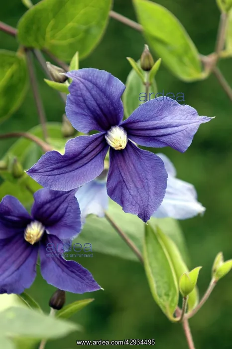 : Clematis - Durandii : Clematis - Durandii