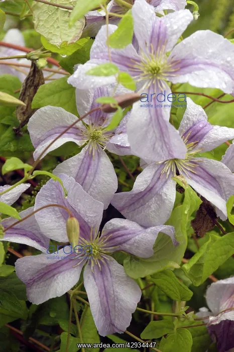 : Clematis - Emilia Plater : Clematis - Emilia Plater