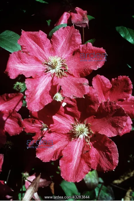 : CLEMATIS Ernest Markham - close-up : CLEMATIS Ernest Markham - close-up