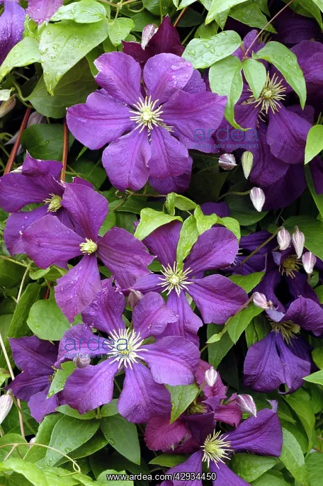 : Clematis - Etoile Violette : Clematis - Etoile Violette