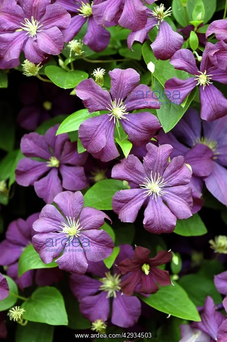 : Clematis - Etoile Violette : Clematis - Etoile Violette
