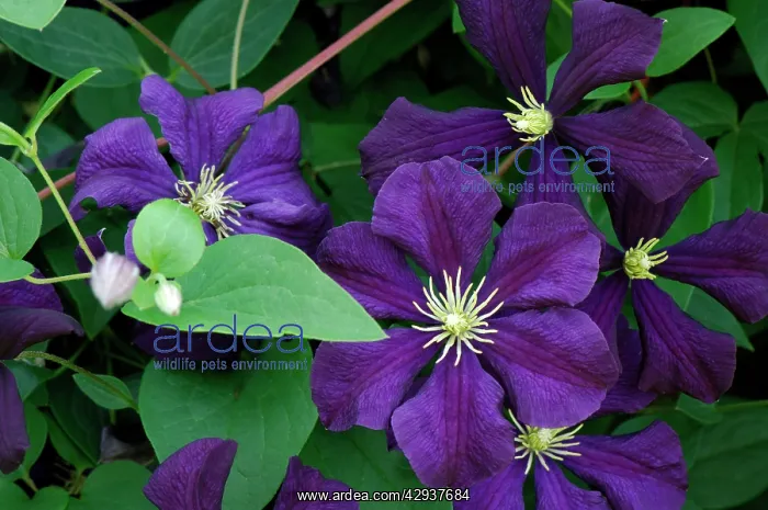 : Clematis Etoile Violette : Clematis Etoile Violette