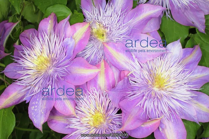 : Clematis flower : Clematis flower