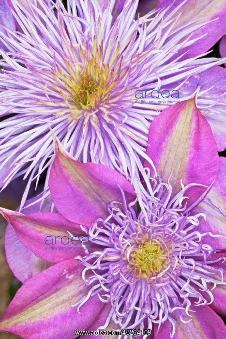 : Clematis flower : Clematis flower
