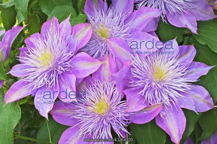 : Clematis flower : Clematis flower