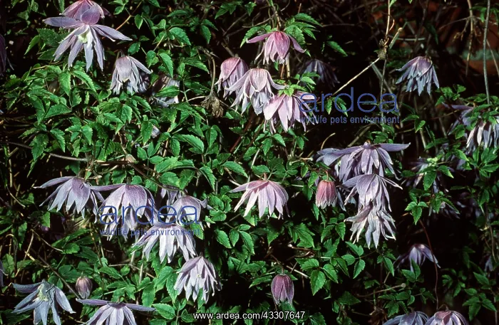 : CLEMATIS - in flower : CLEMATIS - in flower