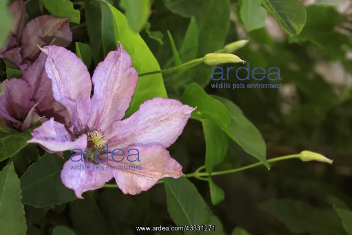 : Clematis flower in a garden - France Picardie Fleur : Clematis flower in a garden - France Picardie Fleur