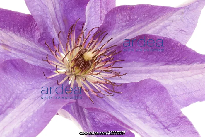 : Clematis Flower - on white background : Clematis Flower - on white background