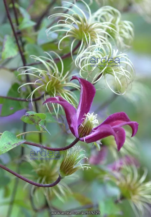 : Clematis Gravetye Beauty with adjacent seed-heads : Clematis Gravetye Beauty with adjacent seed-heads