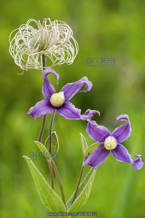 : Clematis integrifolia in flower and fruit : Clematis integrifolia in flower and fruit