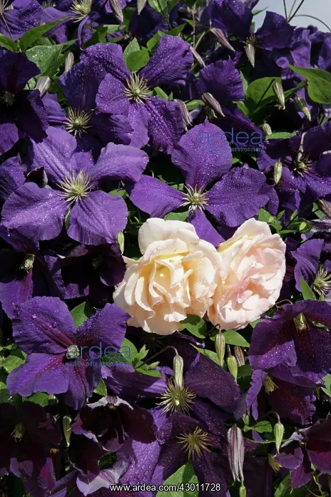 : Clematis (Jackmani) with Climbing Rose Cotswolds, UK : Clematis (Jackmani) with Climbing Rose Cotswolds, UK