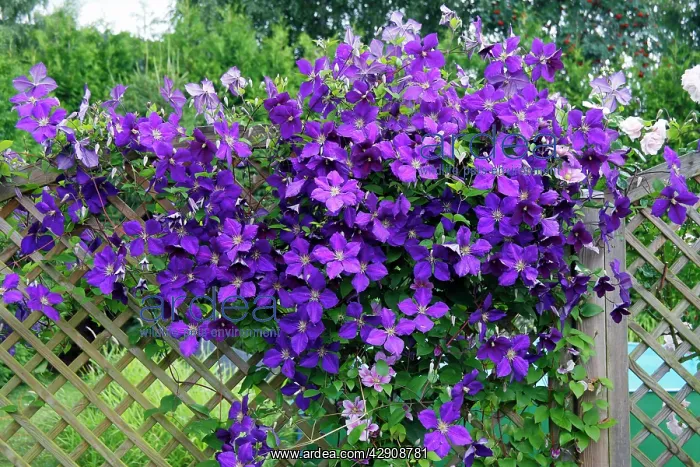: Clematis Jackmanii - growing on trellis in garden : Clematis Jackmanii - growing on trellis in garden