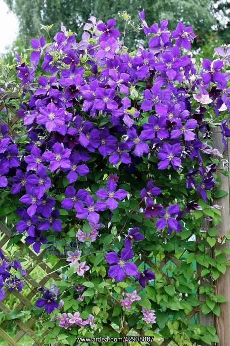 : Clematis Jackmanii - growing on trellis in garden : Clematis Jackmanii - growing on trellis in garden