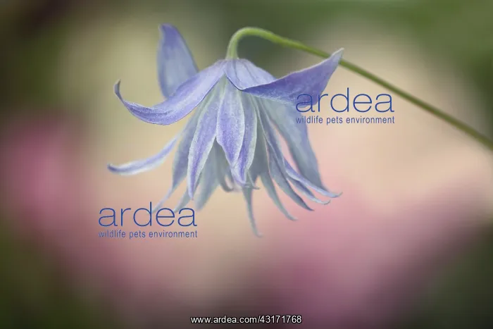 : Clematis macropetala Wesselton flower from side view showi : Clematis macropetala Wesselton flower from side view showi