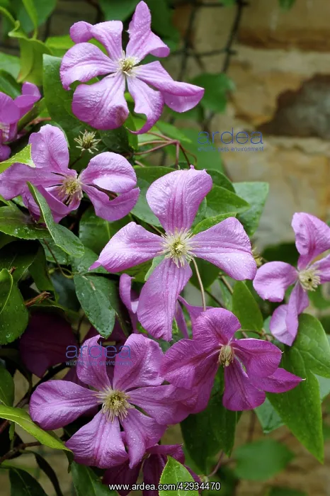 : Clematis - Margot Kester : Clematis - Margot Kester