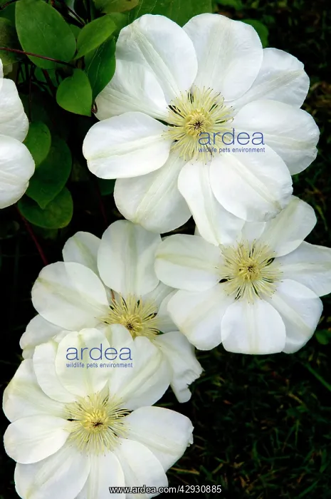 : Clematis Marie Boisselot : Clematis Marie Boisselot