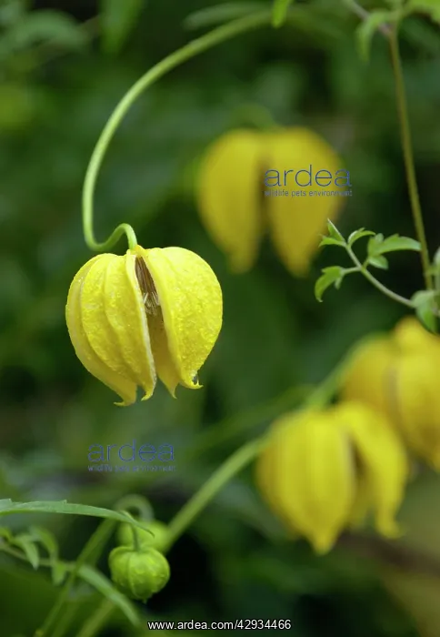 : Clematis - Bill McKenzie : Clematis - Bill McKenzie