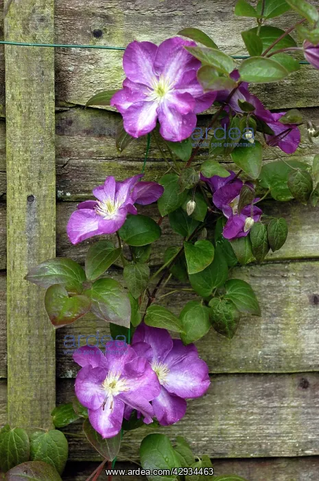 : Clematis - Miniseelik : Clematis - Miniseelik