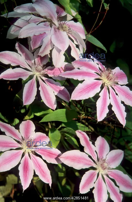 : Clematis - Nelly Moser : Clematis - Nelly Moser