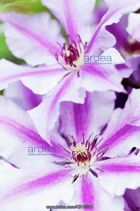 : Clematis Ooh la la, 2 overlapping flowers : Clematis Ooh la la, 2 overlapping flowers