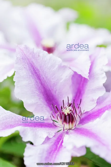 : Clematis Ooh la la, 2 overlapping flowers : Clematis Ooh la la, 2 overlapping flowers