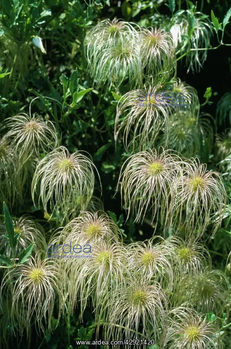 : CLEMATIS ORIENTALIS : CLEMATIS ORIENTALIS