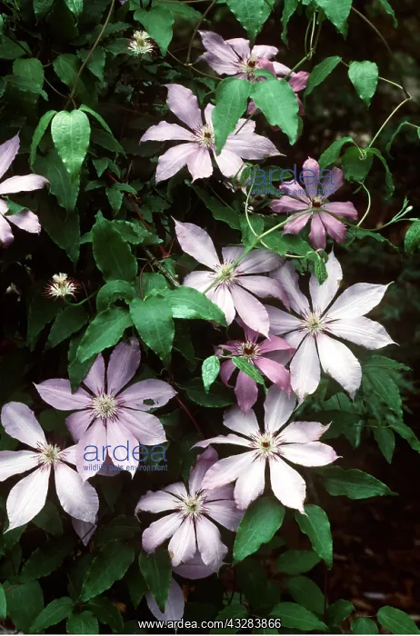 : CLEMATIS PATENS : CLEMATIS PATENS