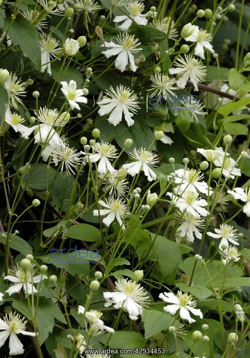  : Clematis - Paul Farges