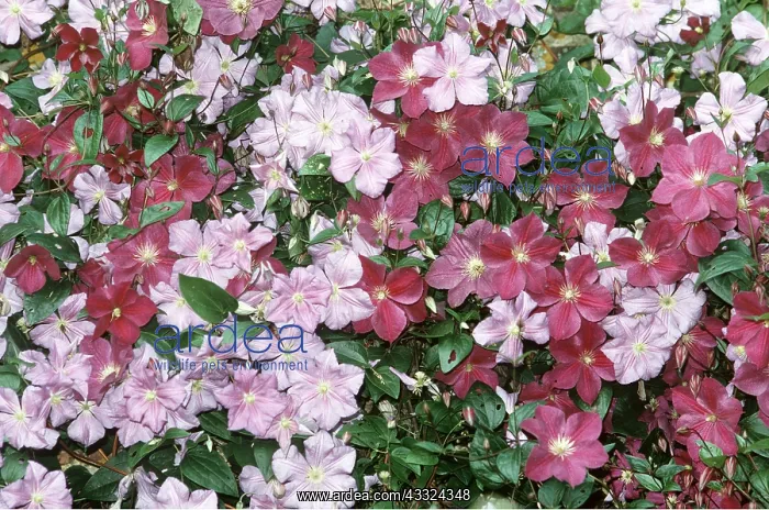 : CLEMATIS - Pearle d'Azure & Star of India - two : CLEMATIS - Pearle d'Azure & Star of India - two