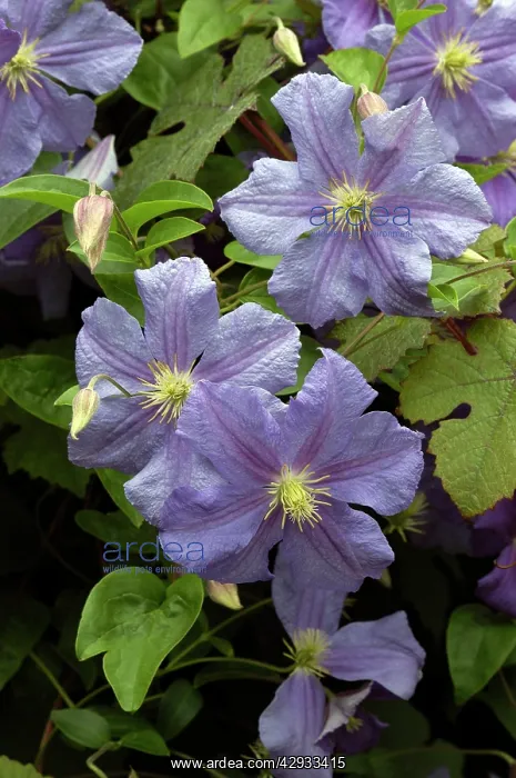 : Clematis - Perle D'Azur : Clematis - Perle D'Azur